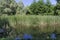 Summer green forest and reed or rush with reflection in the lake, South park, Sofia