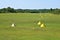 Summer green of grassy runway and yellow cones