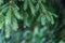 summer green mixed tree forest with green grass foliage