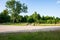 summer green mixed tree forest with green grass foliage