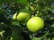 Summer Green Ripe Apples Ready for Picking