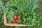 Summer harvest of organic vegetables in a wicker basket. Young peas, green onions, fresh parsley, red tomatoes on a vine.