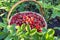 Summer. Harvesting strawberries. A large basket of ripe strawberries, under the rays of the sun