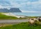 Summer Haukland beach and sheep flock, Norway, Lofoten