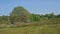 Summer heath landscape in the flemish countryside