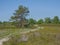 Summer heath landscape in the flemish countryside