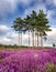 Summer Heather and Pine Trees