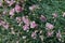 Summer herbal background of pink carnation flowers. Floral gardening concept