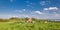 summer hilly meadow overgrown with thick grass with large stones under the blue cloudy sky