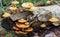 Summer honey agarics growing on a rotten tree