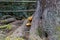 Summer honey mushroom (Kuehneromyces mutabilis) in a forest