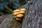 Summer honey mushroom (Kuehneromyces mutabilis) in a forest