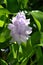 Summer hyacinth