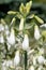 Summer hyacinth galtonia candicans flowers