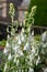 Summer hyacinth (ornithogalum candicans) flowers