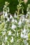 Summer hyacinth (ornithogalum candicans) flowers