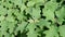 Summer Hydrangea flower plant leaves close up shot