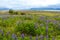 Summer Iceland panorama with lupin flowers grassland under blue sky