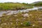 Summer Iceland panorama on river shore among green grassland and lupins.