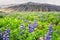 Summer icelandic landscape with blossoming blue lupine flowers and bizarre mount on the background