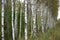 Summer july view of birch grove in sunlight .