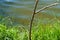 Summer, lake, dragonfly, branch, pond, process