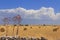 Summer landscape.Alta Murgia National Park:straw bales in harvested corn fields. - (Apulia) ITALY