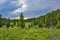 Summer landscape in Altai mountains with creek, alpine meadow an