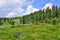 Summer landscape in Altai mountains with creek, alpine meadow and coniferous forest