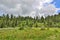 Summer landscape in Altai mountains with creek, alpine meadow and coniferous forest