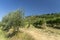 Summer landscape in Arezzo province, italy