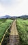 Summer landscape bamboo walkway field and clouds