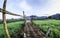 Summer landscape bamboo walkway field and clouds