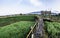 Summer landscape bamboo walkway field and clouds