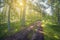 Summer landscape. Beautiful forest dirt road. fisheye distortion lens