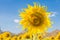 Summer landscape: beauty sunflowers in field