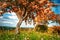 Summer landscape with big whitebeam tree. Nature background