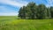 Summer landscape: a birch forest grows on a green meadow