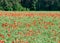 Summer landscape with blooming red poppies, blurred background, highlighted petal fragments