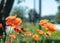 Summer landscape with blooming red poppies, blurred background, highlighted petal fragments