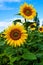 Summer landscape with blooming sunflowers