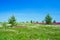 Summer landscape with the a blossoming meadow