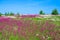 Summer landscape with the a blossoming meadow