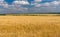 Summer landscape with blue cloudy sky and ripe wheat fields near Dnipro city