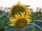 Summer landscape: Close-up of a yellow Sunflower, beauty in the field