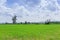 Summer landscape cornfield