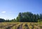 Summer landscape in countryside.