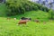 Summer landscape with cow grazing on fresh green mountain pastures. Lauterbrunnen, Switzerland, Europe