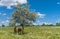 Summer landscape with cow hiding under shadow