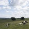 Summer landscape with cows near la roche in the belgian ardennes